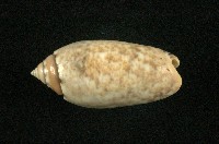 藏品(寶島榧螺)的圖片